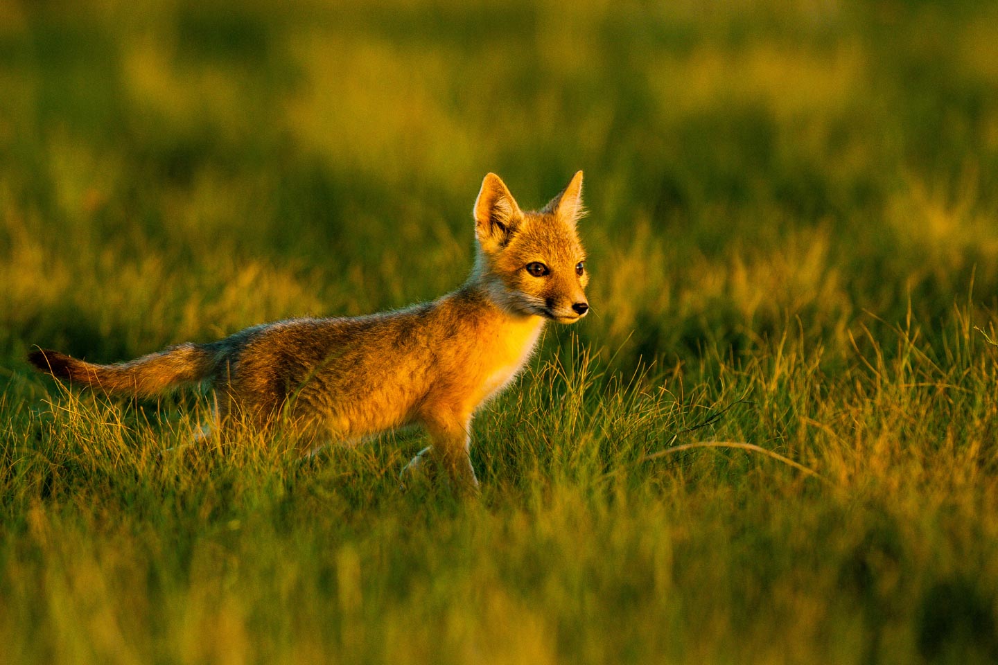 Wildlife foxy